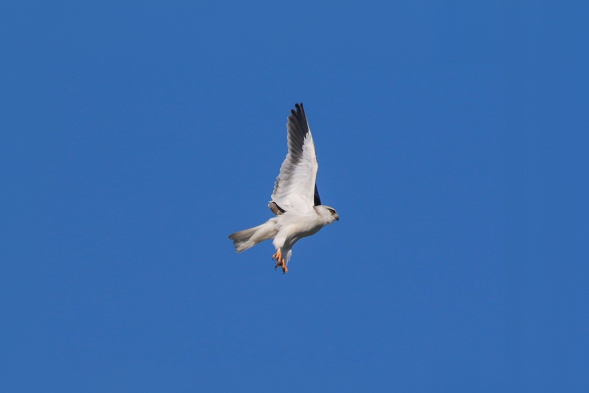 Black-winged Kite - ML644367820
