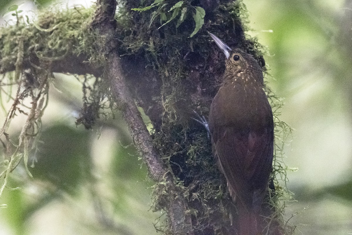 Spotted Woodcreeper - ML644367824