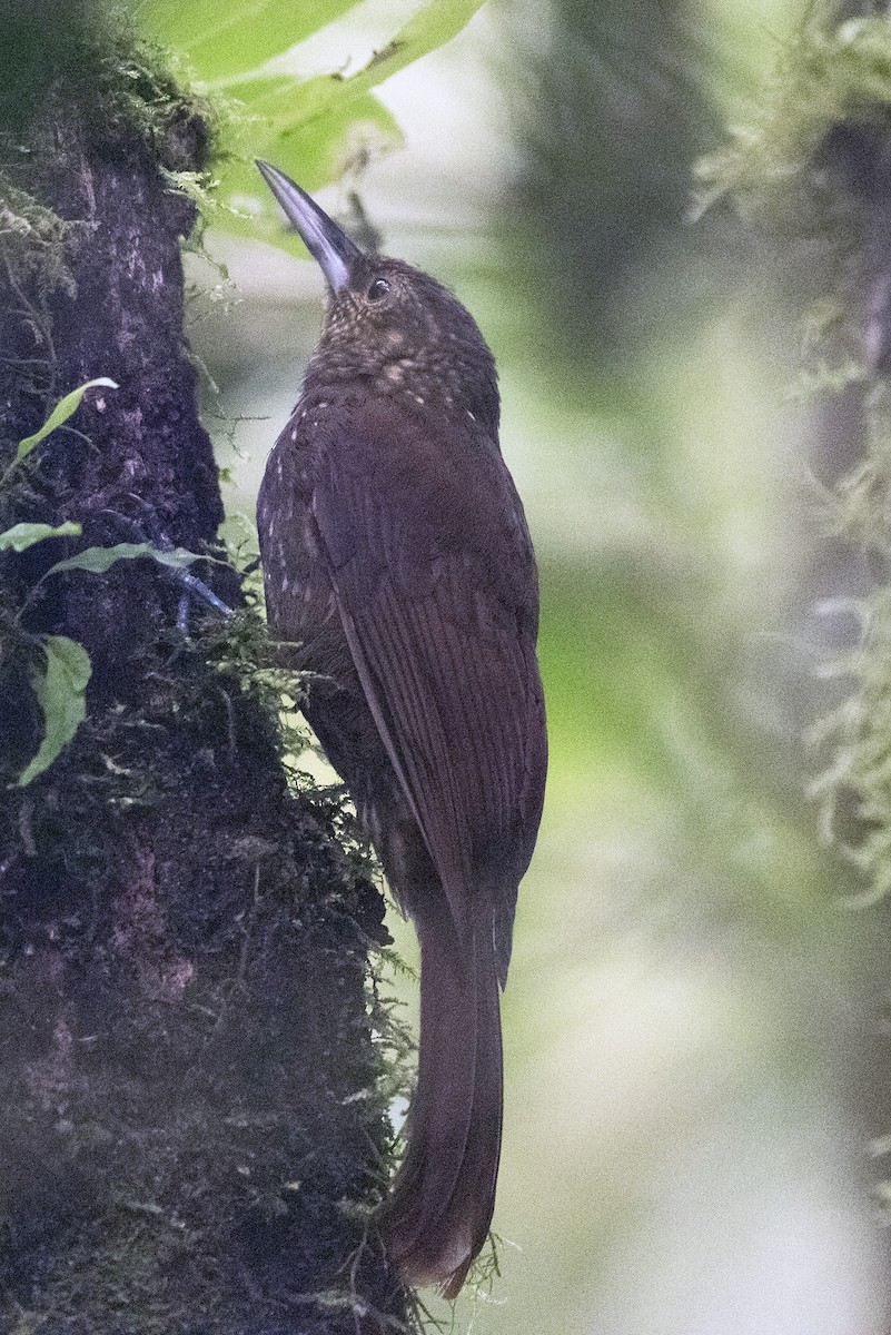Spotted Woodcreeper - ML644367825