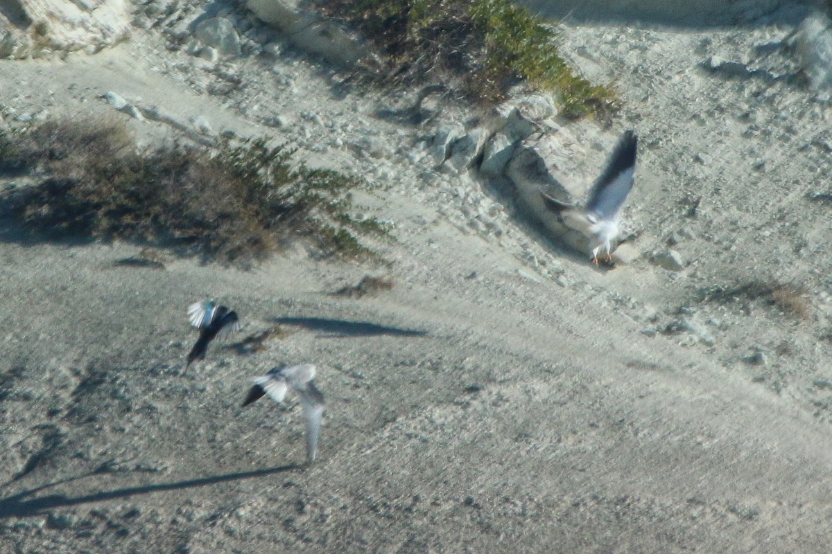 Black-winged Kite - ML644367828