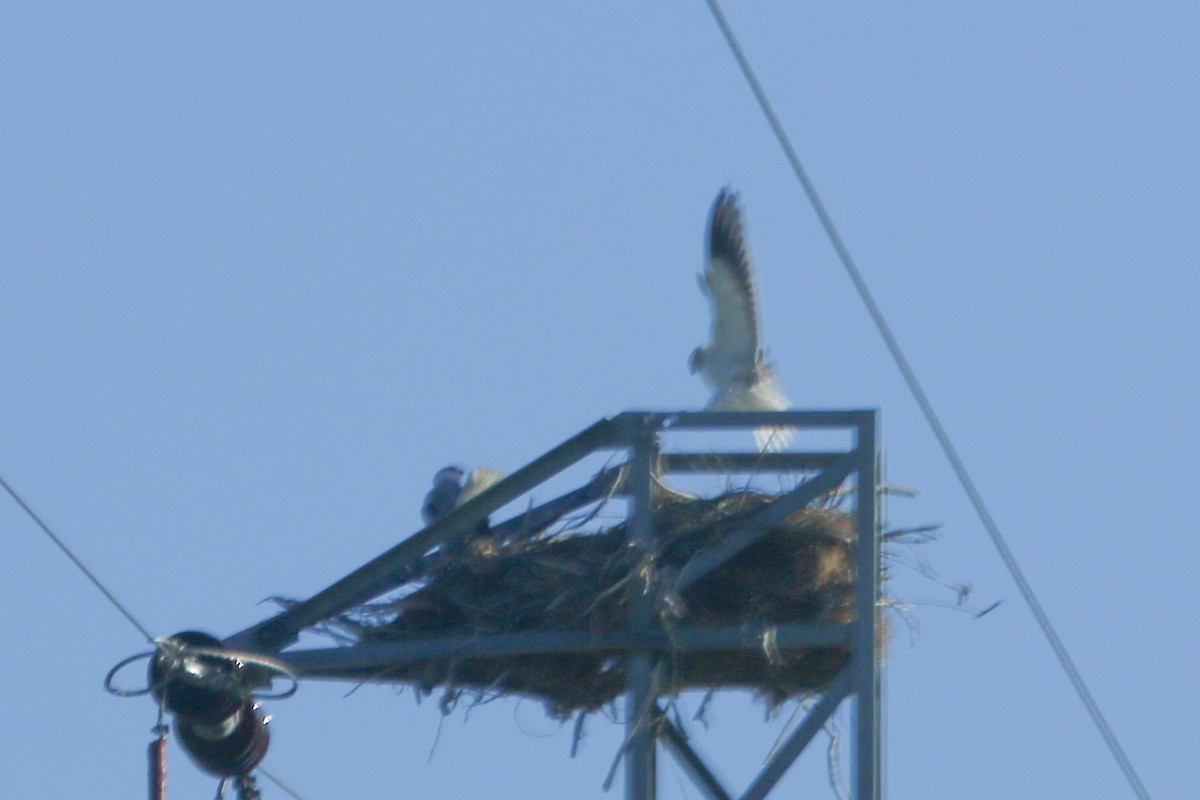 Black-winged Kite - ML644367829