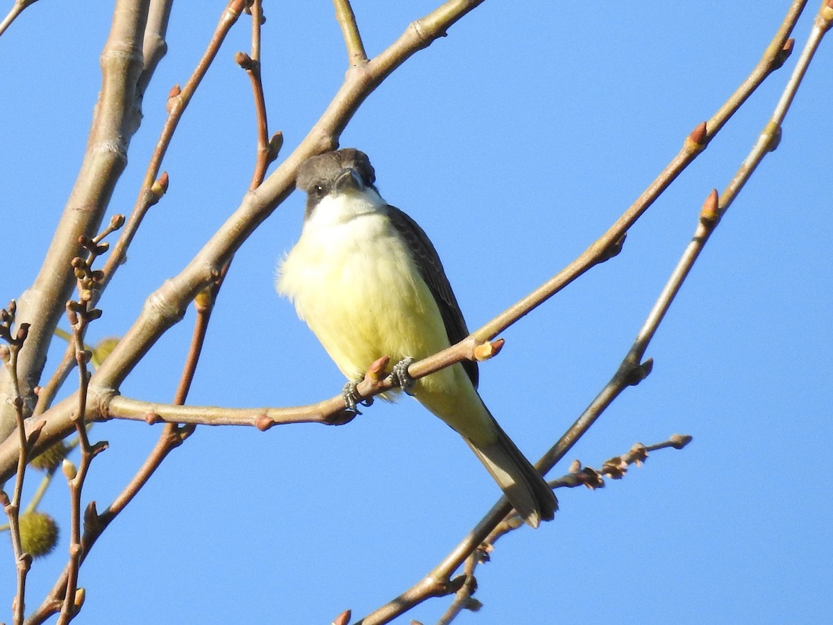 Thick-billed Kingbird - ML644367830