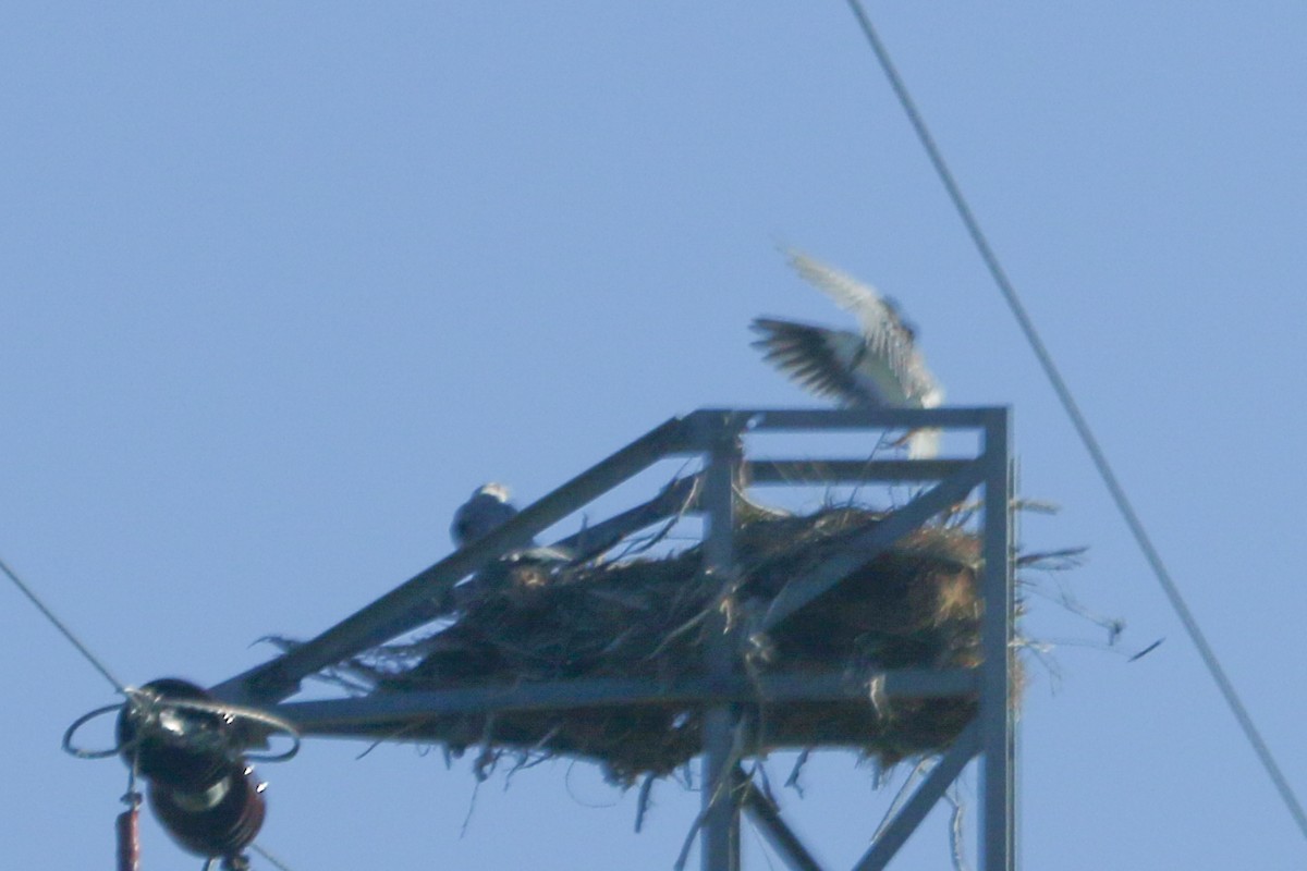 Black-winged Kite - ML644367835