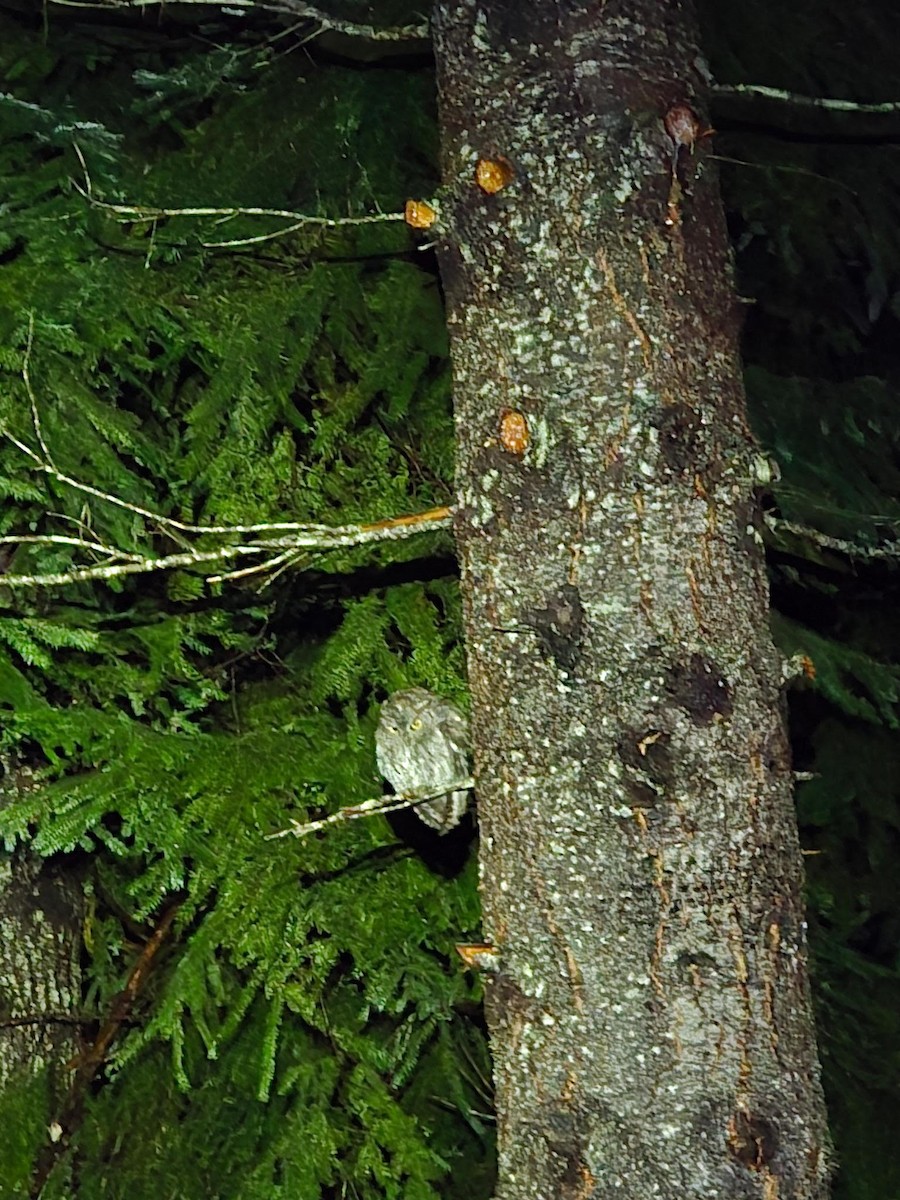 Western Screech-Owl - ML644367836