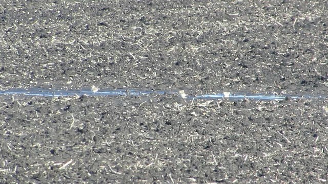 Mountain Plover - ML644367839