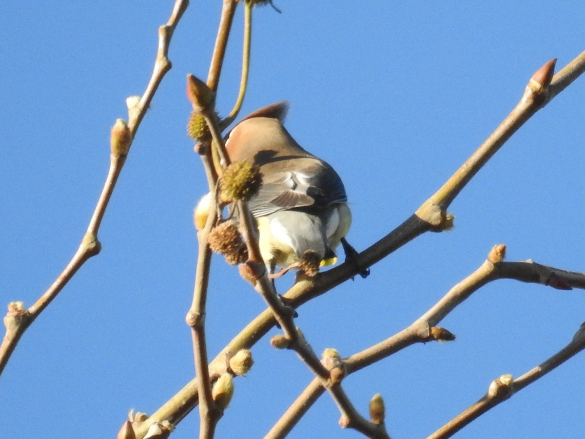 Cedar Waxwing - ML644367843