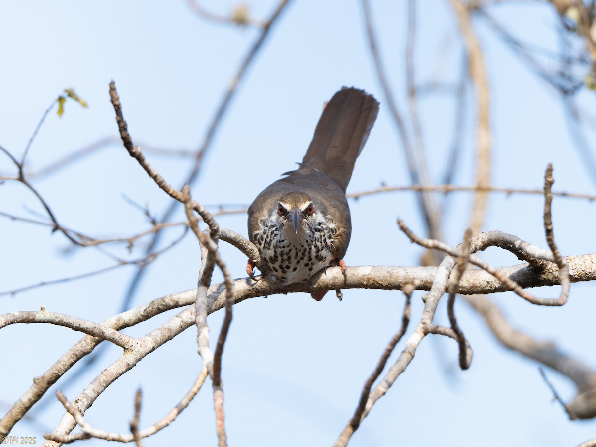 Mesito Monias - ML644367853