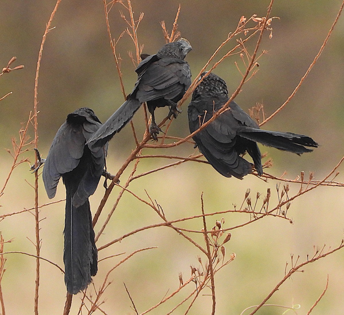 Ani à bec lisse - ML644367866