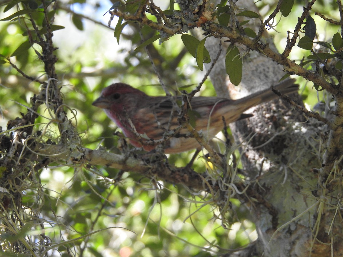 House Finch - ML644367867