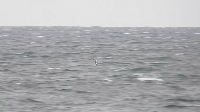 Black-legged Kittiwake - ML644367874