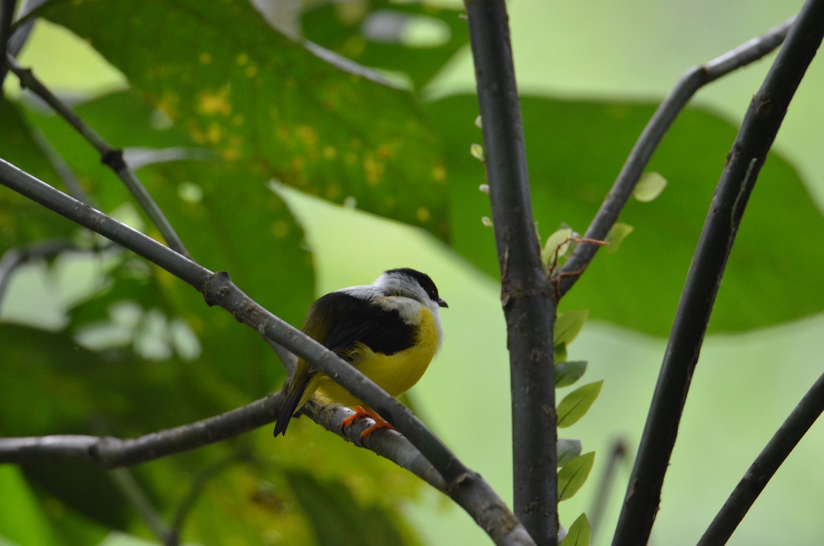 White-collared Manakin - ML644367875