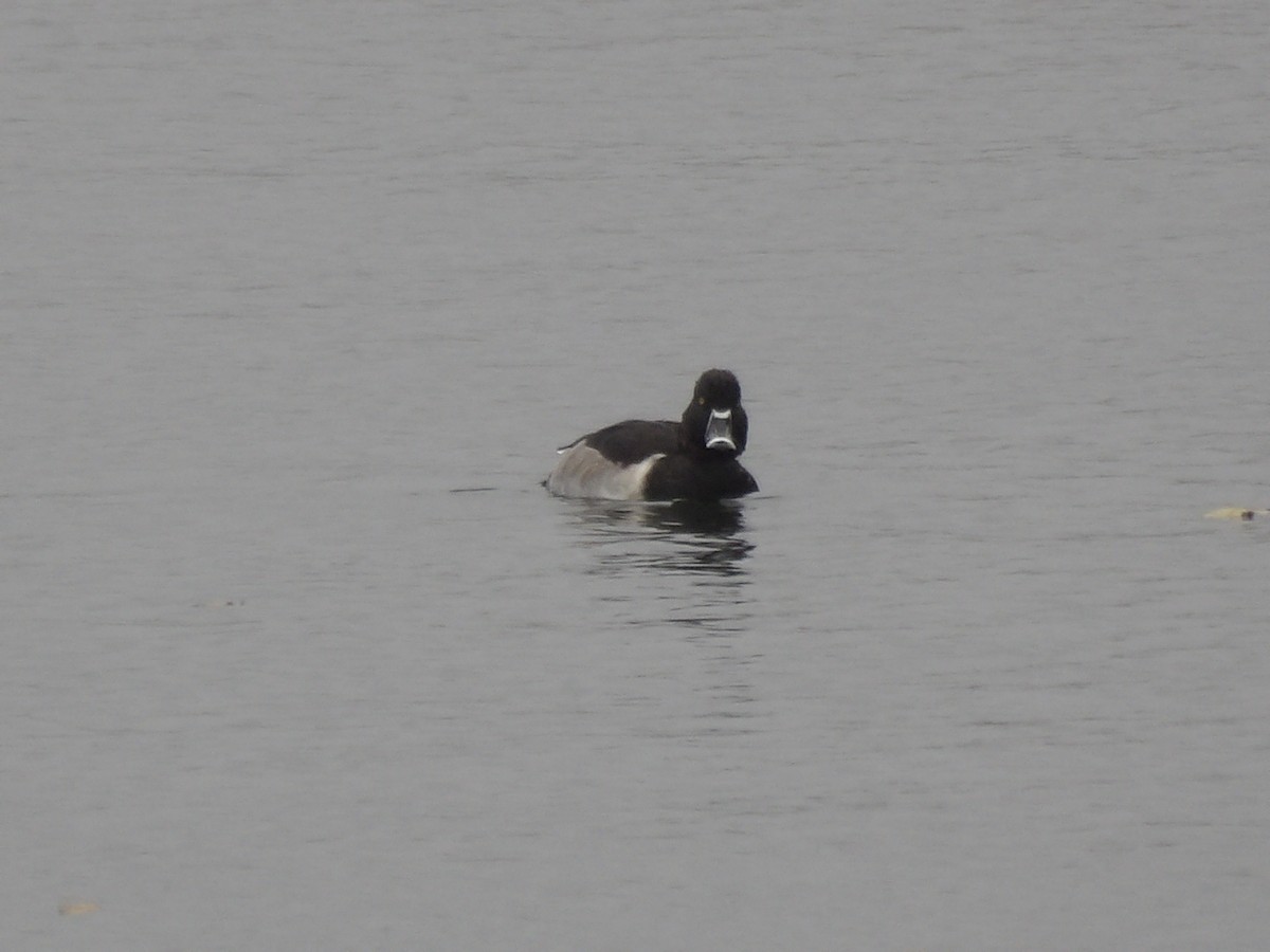 Ring-necked Duck - ML644367892