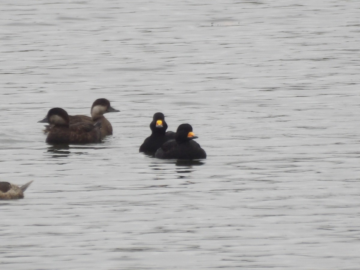 Black Scoter - ML644367895
