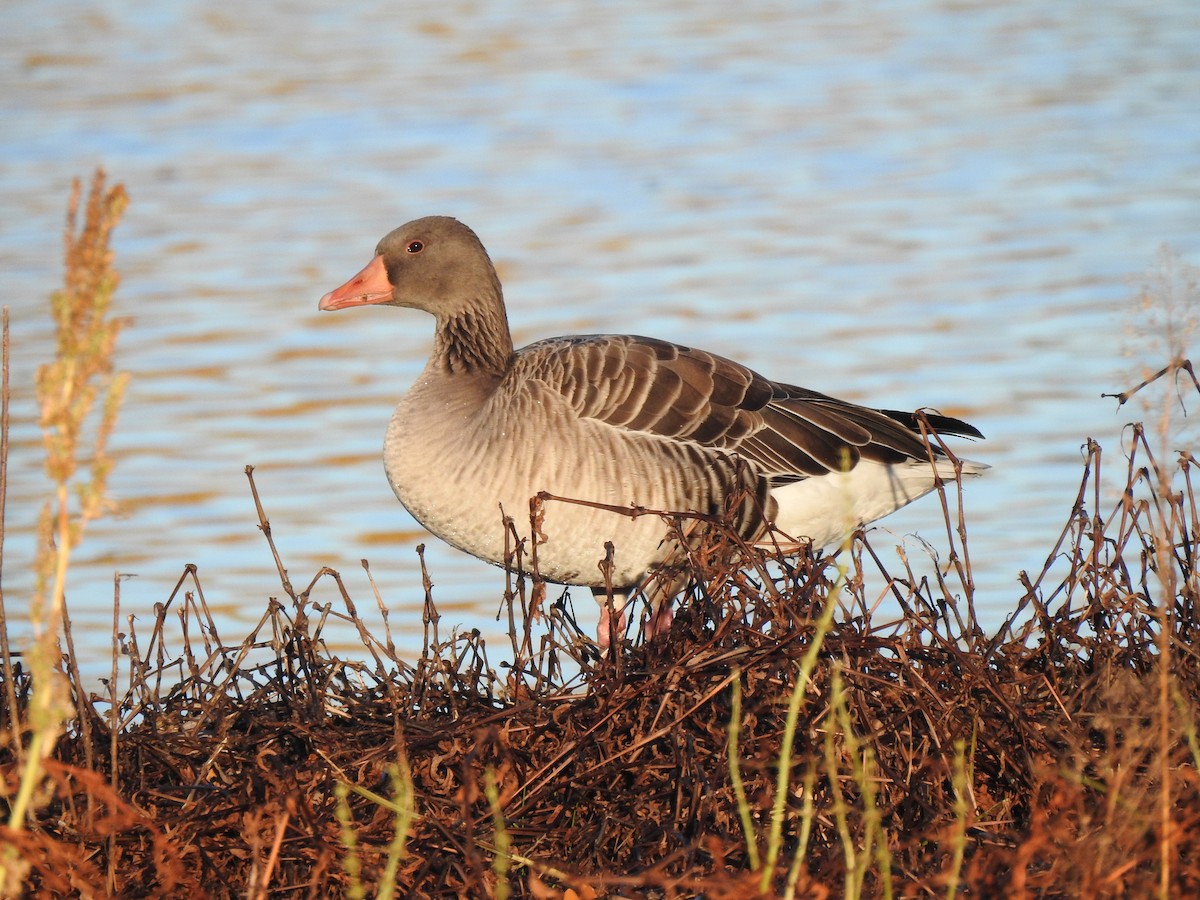 Серый гусь - ML644367904