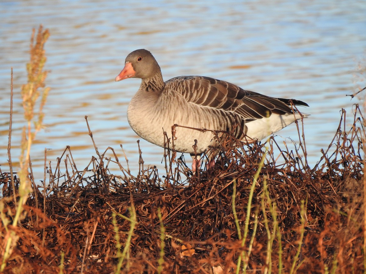 Серый гусь - ML644367905