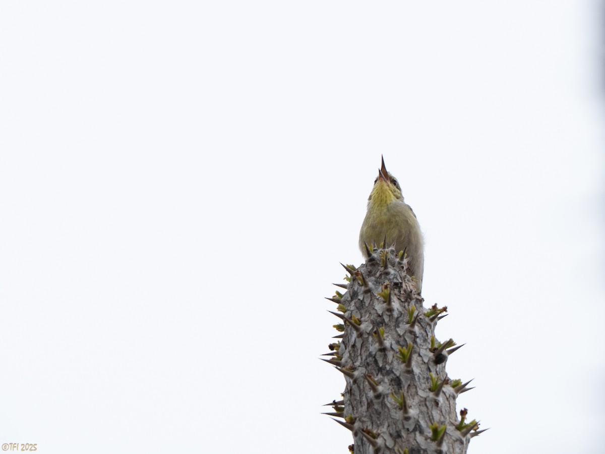 Ереса смугастогорла - ML644367910