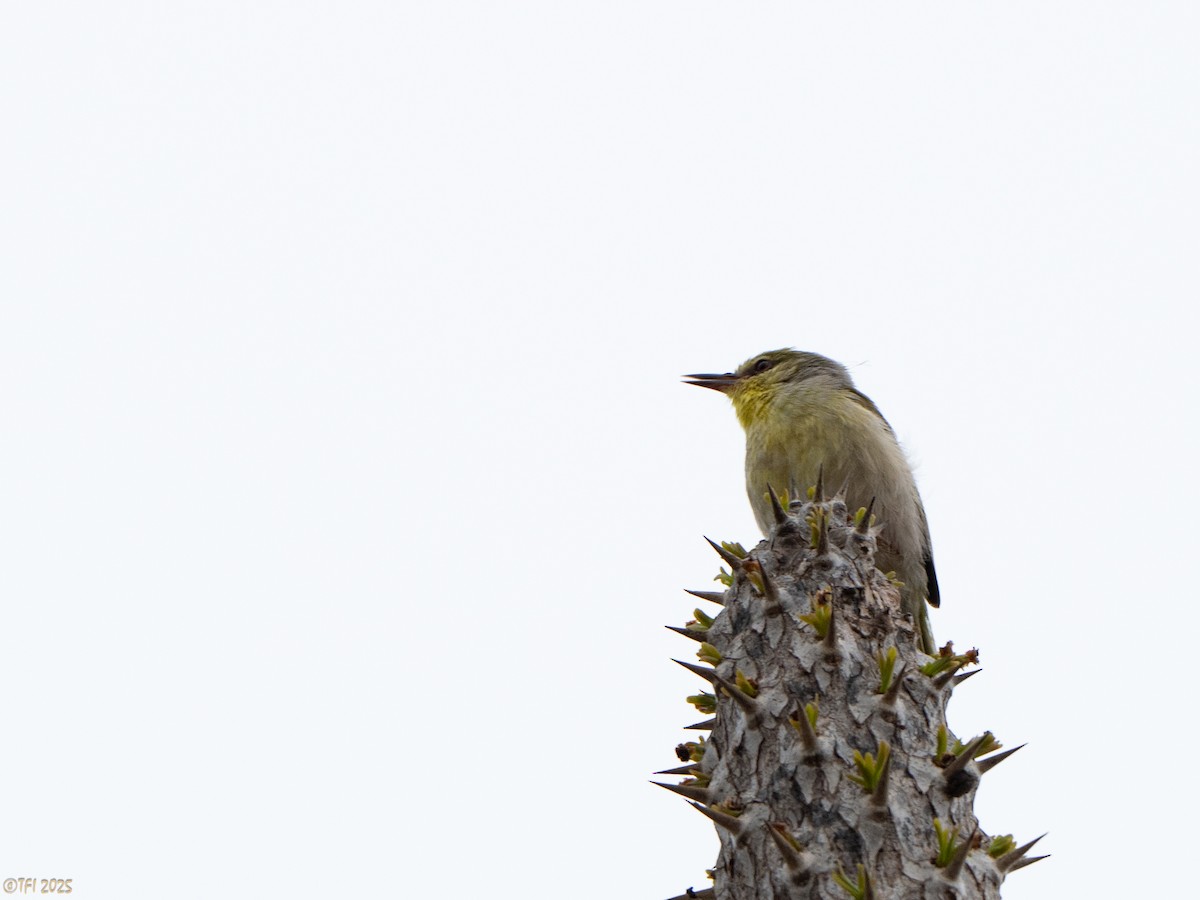 Ереса смугастогорла - ML644367913