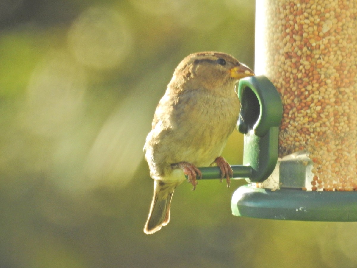 House Sparrow - ML644367916