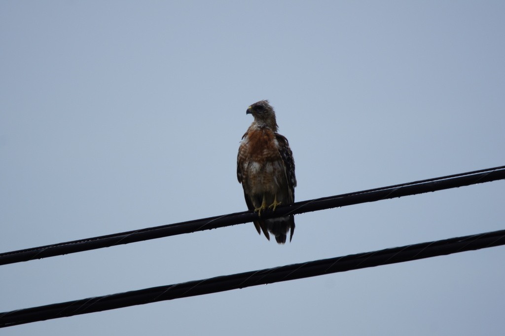 Red-shouldered Hawk - ML644367918