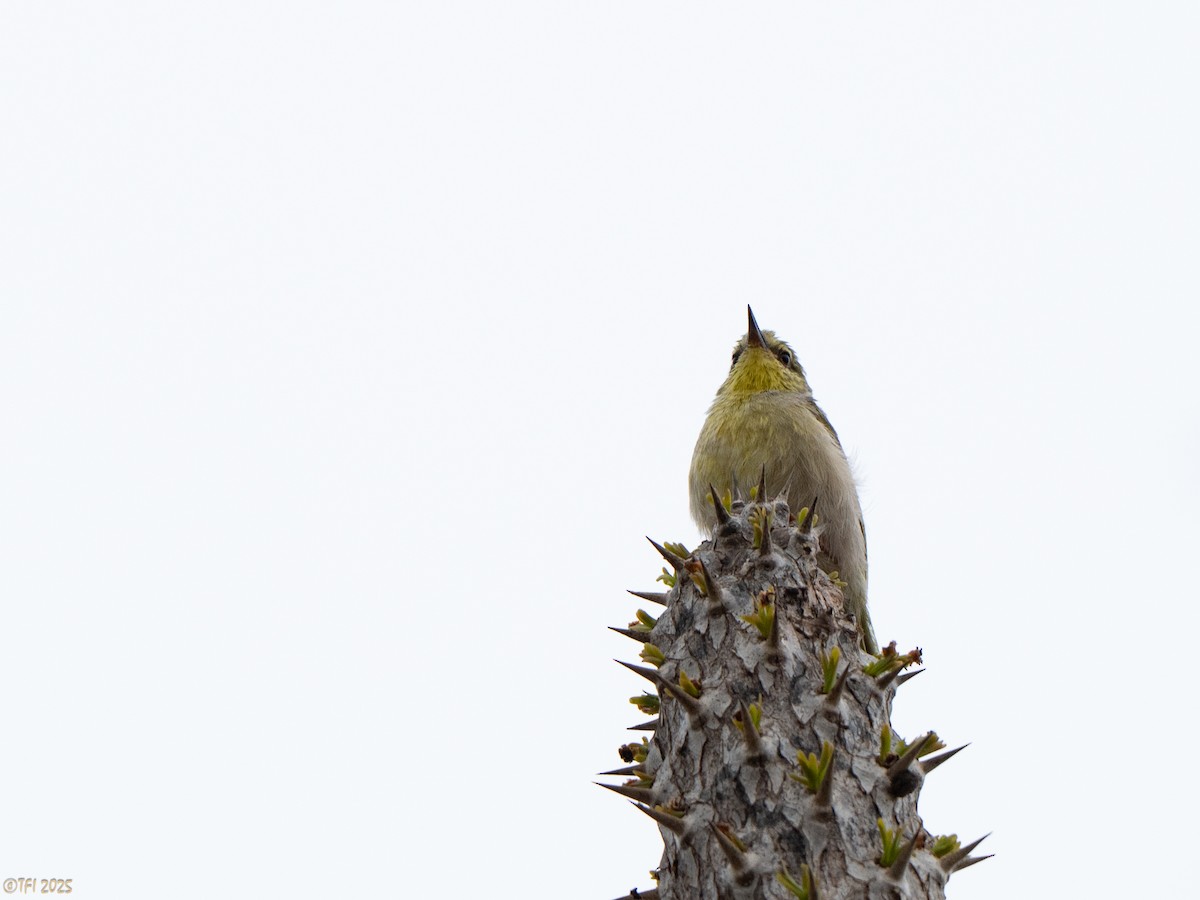 Ереса смугастогорла - ML644367919