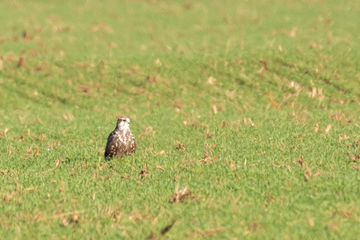 Балобан - ML644367921