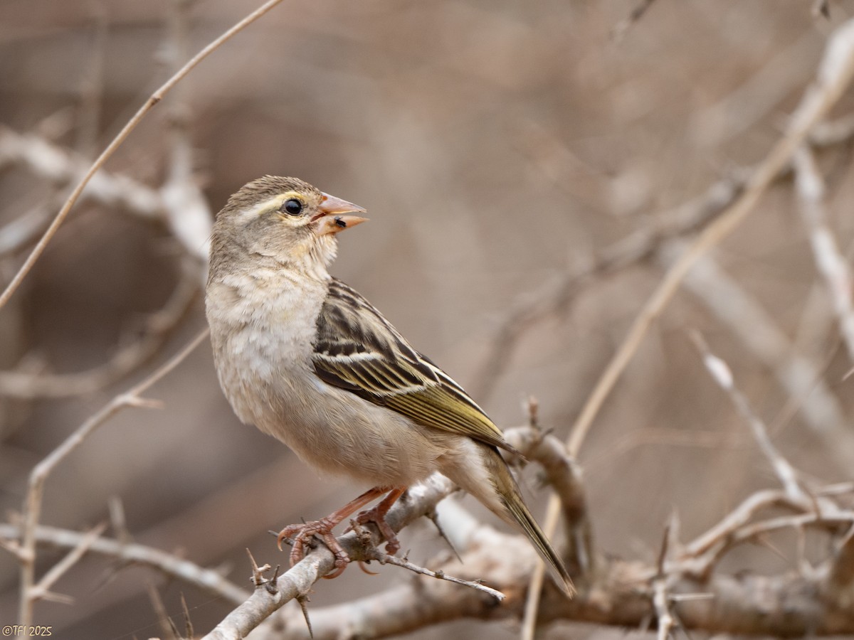 Foudi rouge - ML644367924