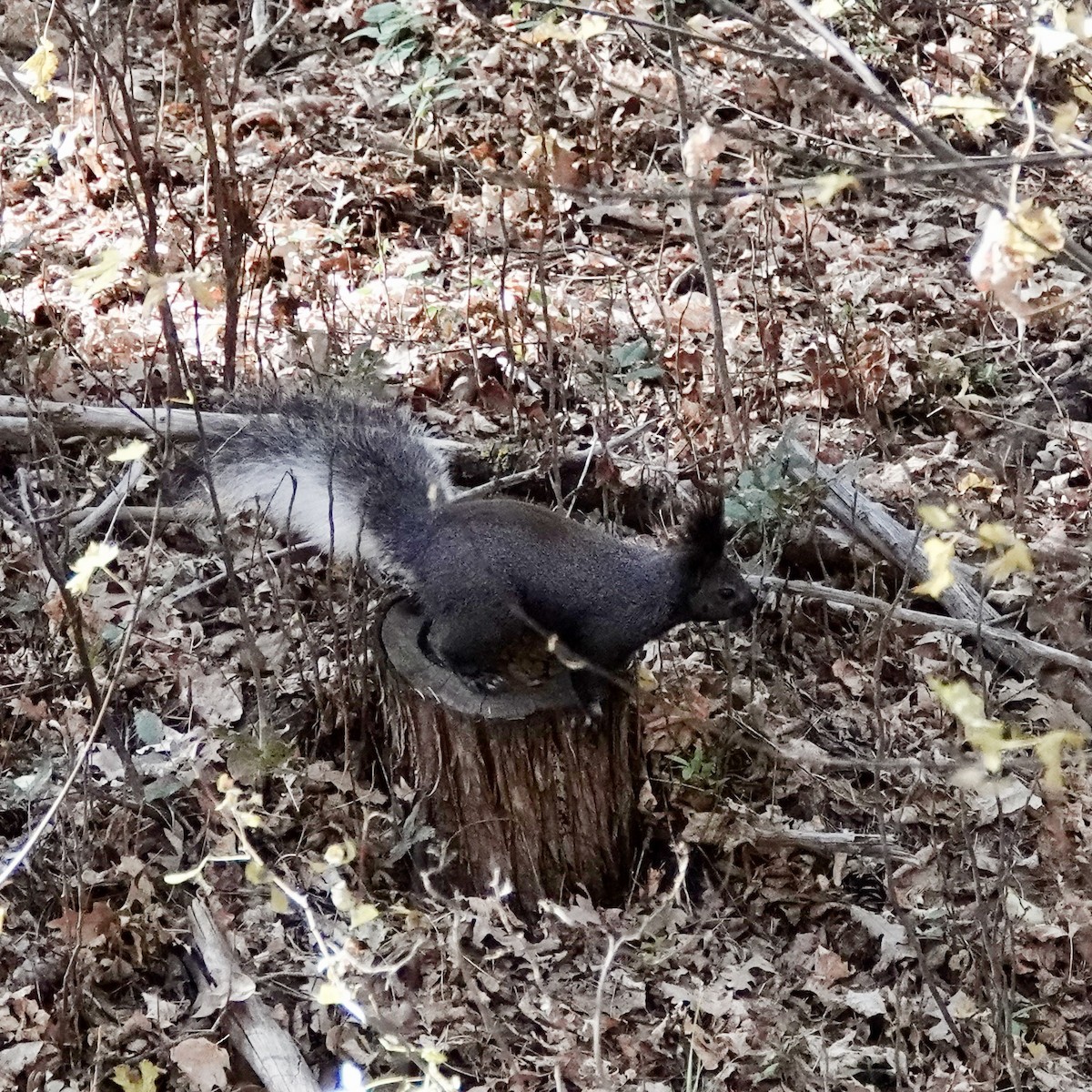 Animals - ML644367926