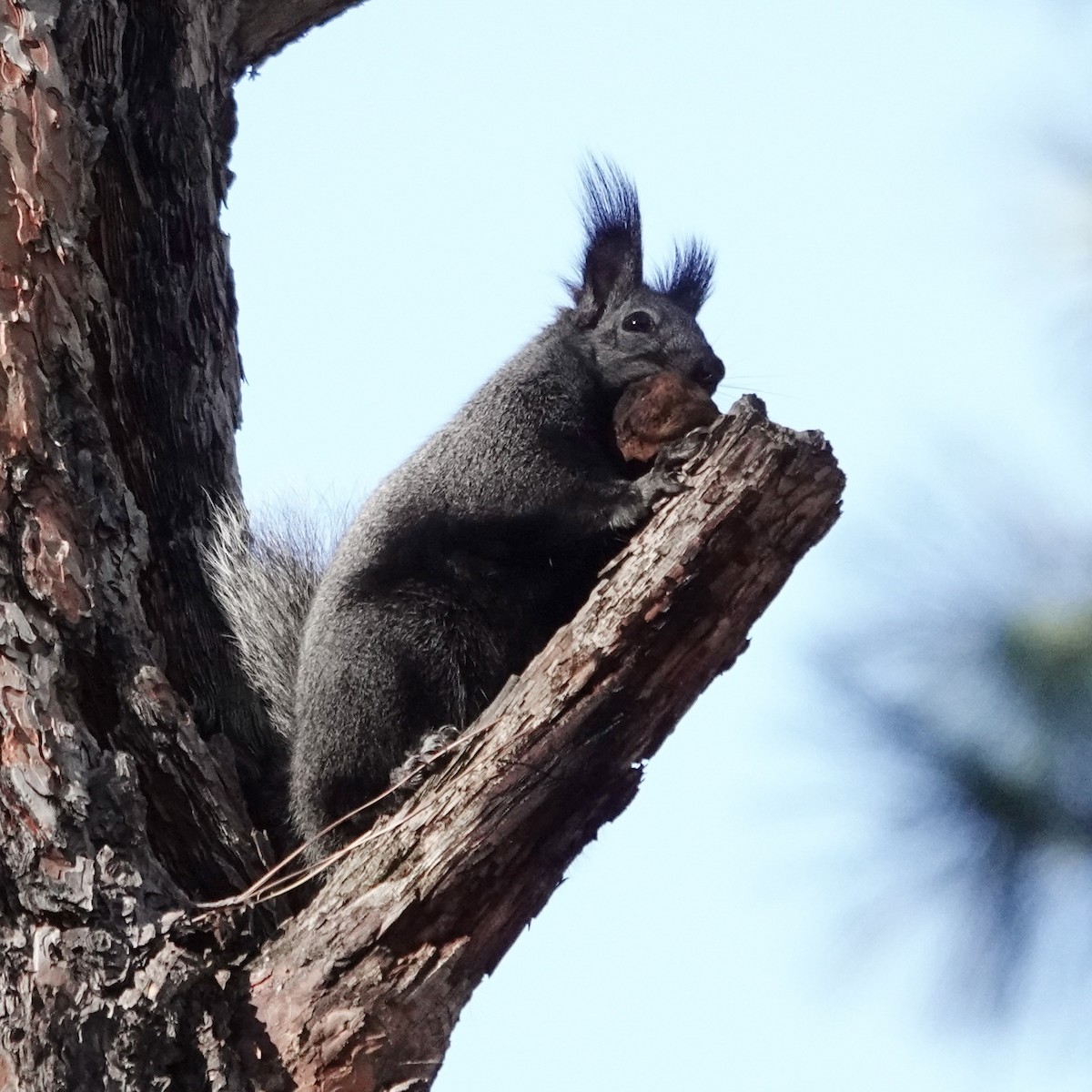 Animals - ML644367927