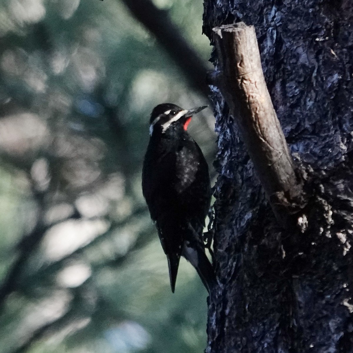 Williamson's Sapsucker - ML644367929