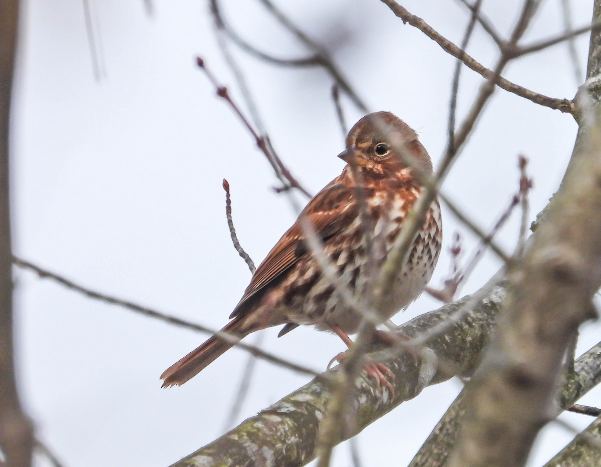 Fox Sparrow - ML644367931
