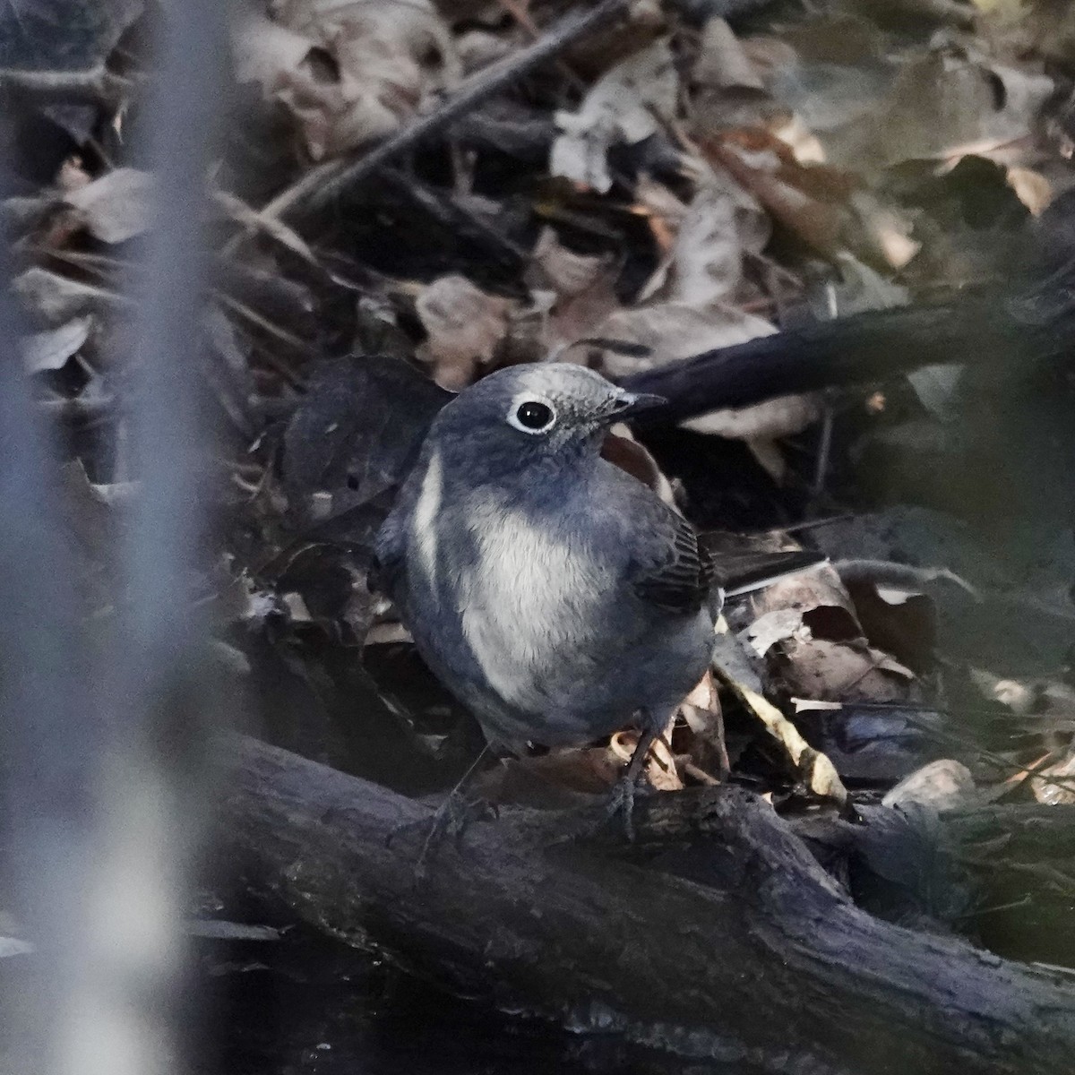 Townsend's Solitaire - ML644367938