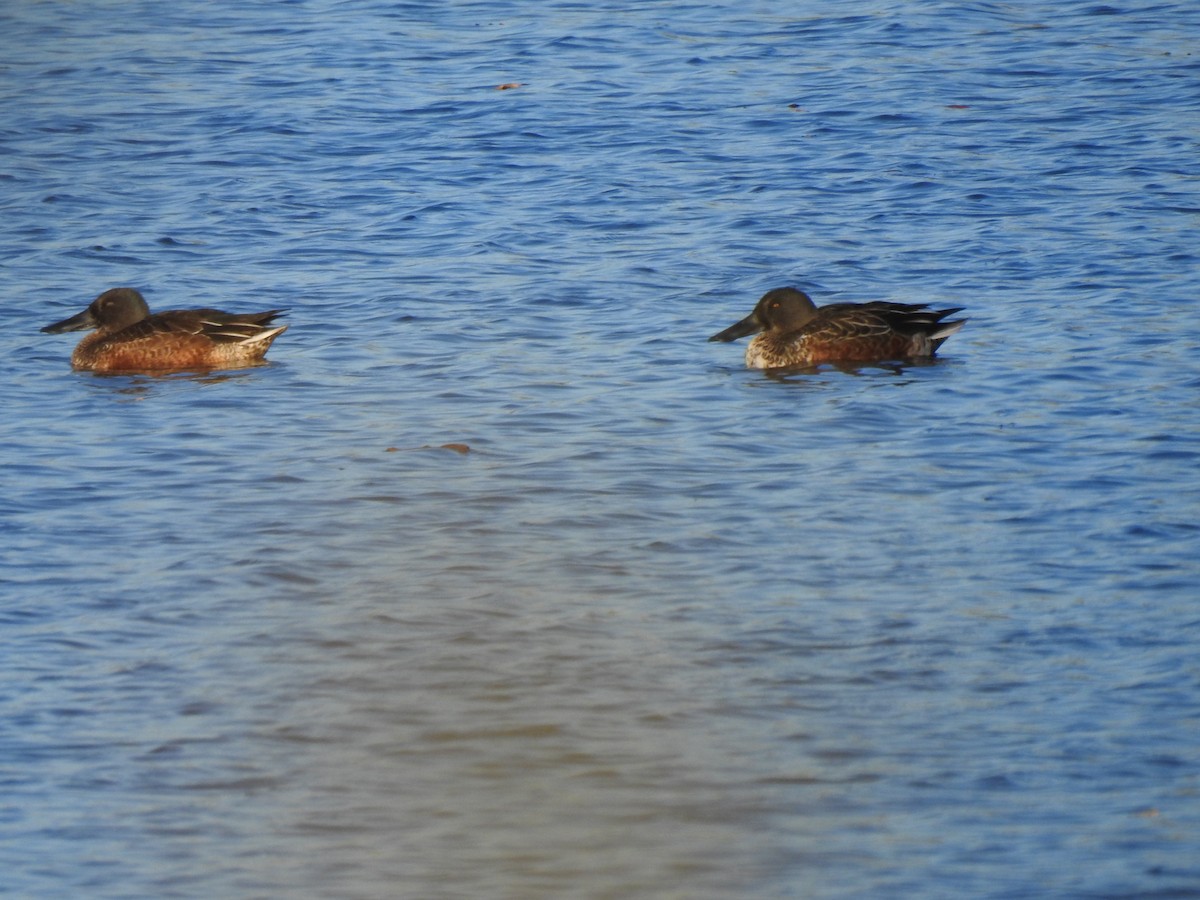 Northern Shoveler - ML644367940