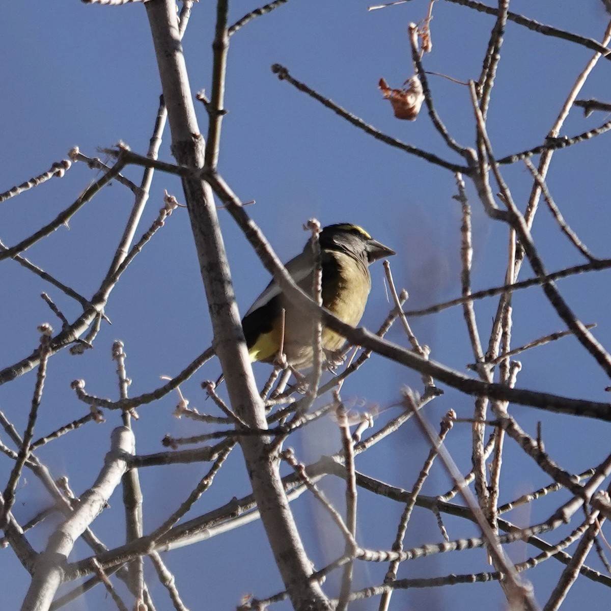 Evening Grosbeak - ML644367942