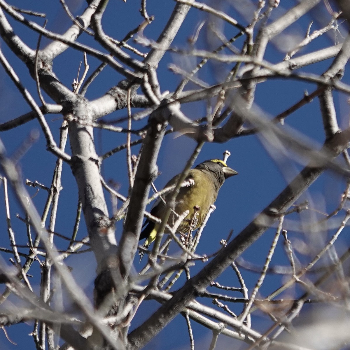 Evening Grosbeak - ML644367943