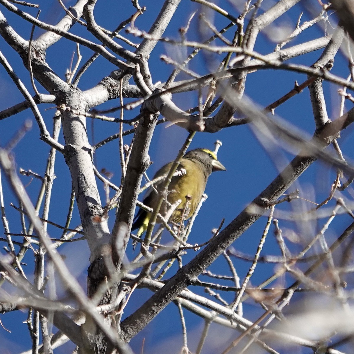 Evening Grosbeak - ML644367944