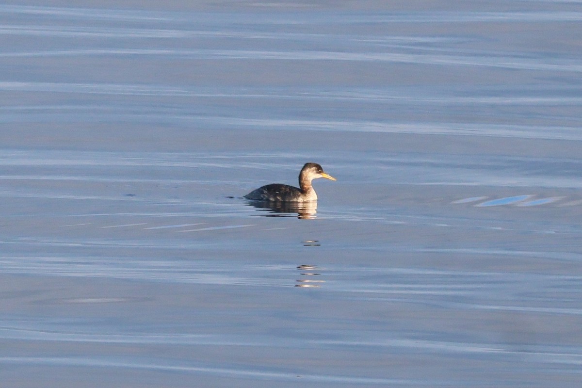 Red-necked Grebe - ML644367979