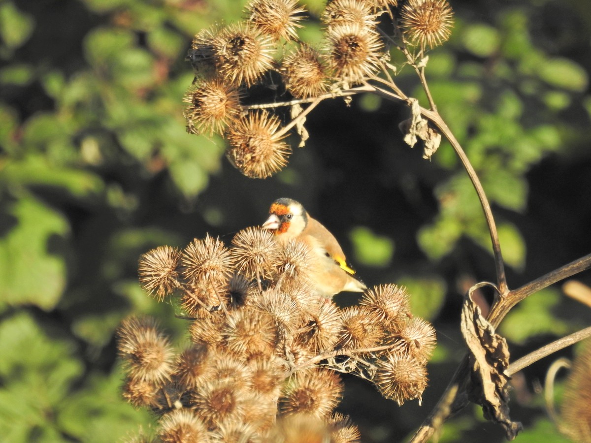 European Goldfinch - ML644367981