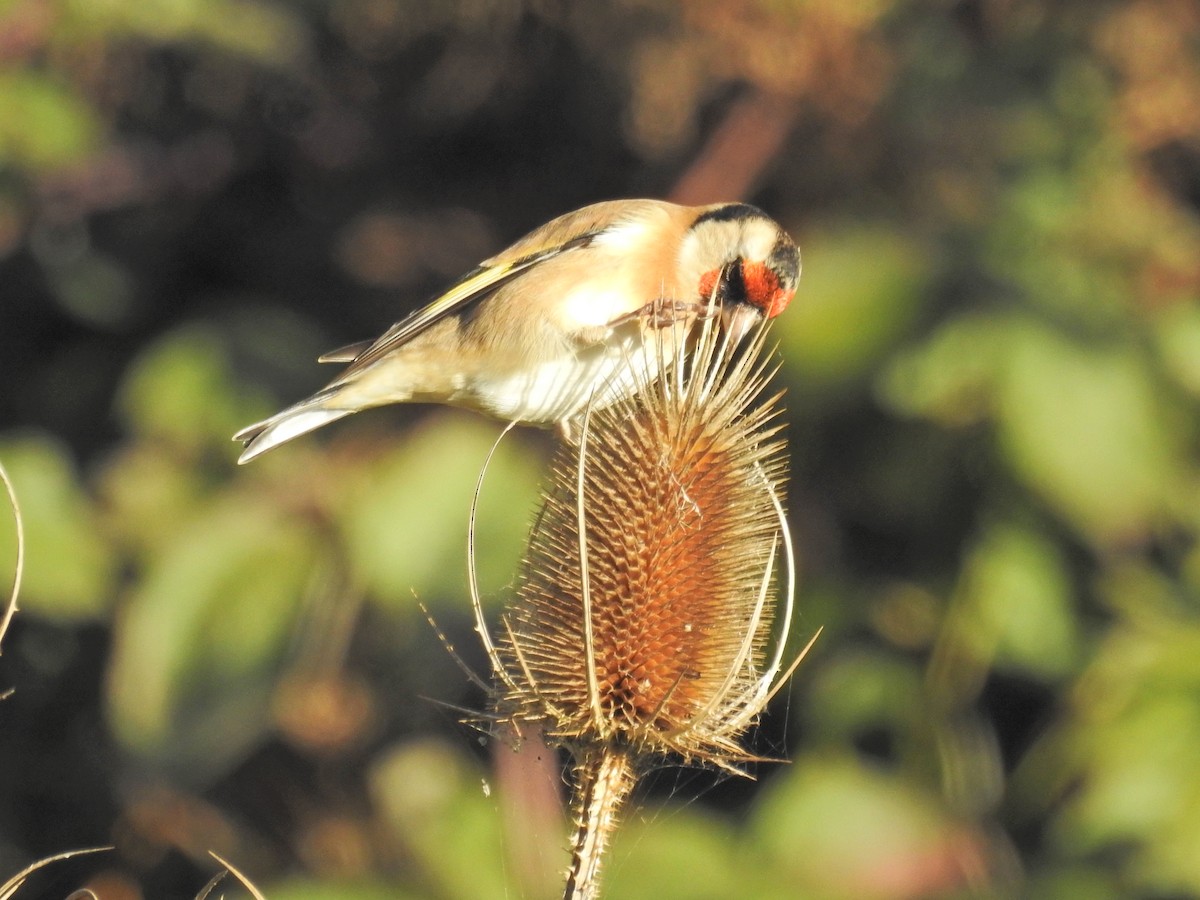 European Goldfinch - ML644367982