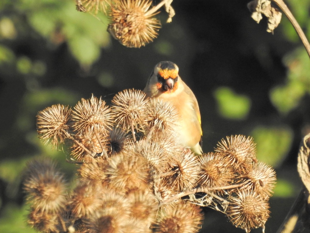 European Goldfinch - ML644367983