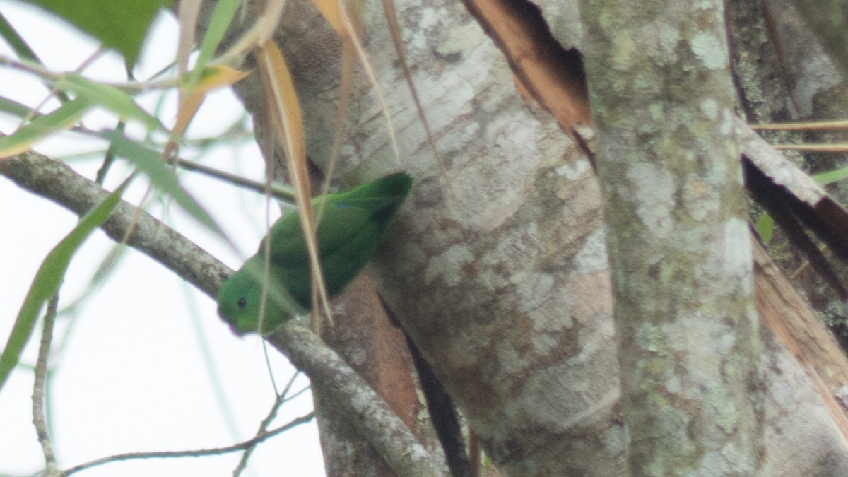 Cobalt-rumped Parrotlet - ML644367986