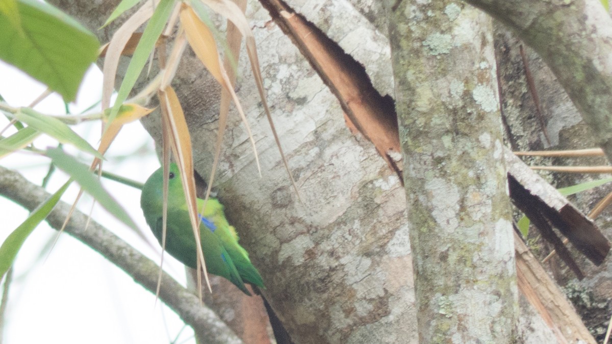 Cobalt-rumped Parrotlet - ML644367987