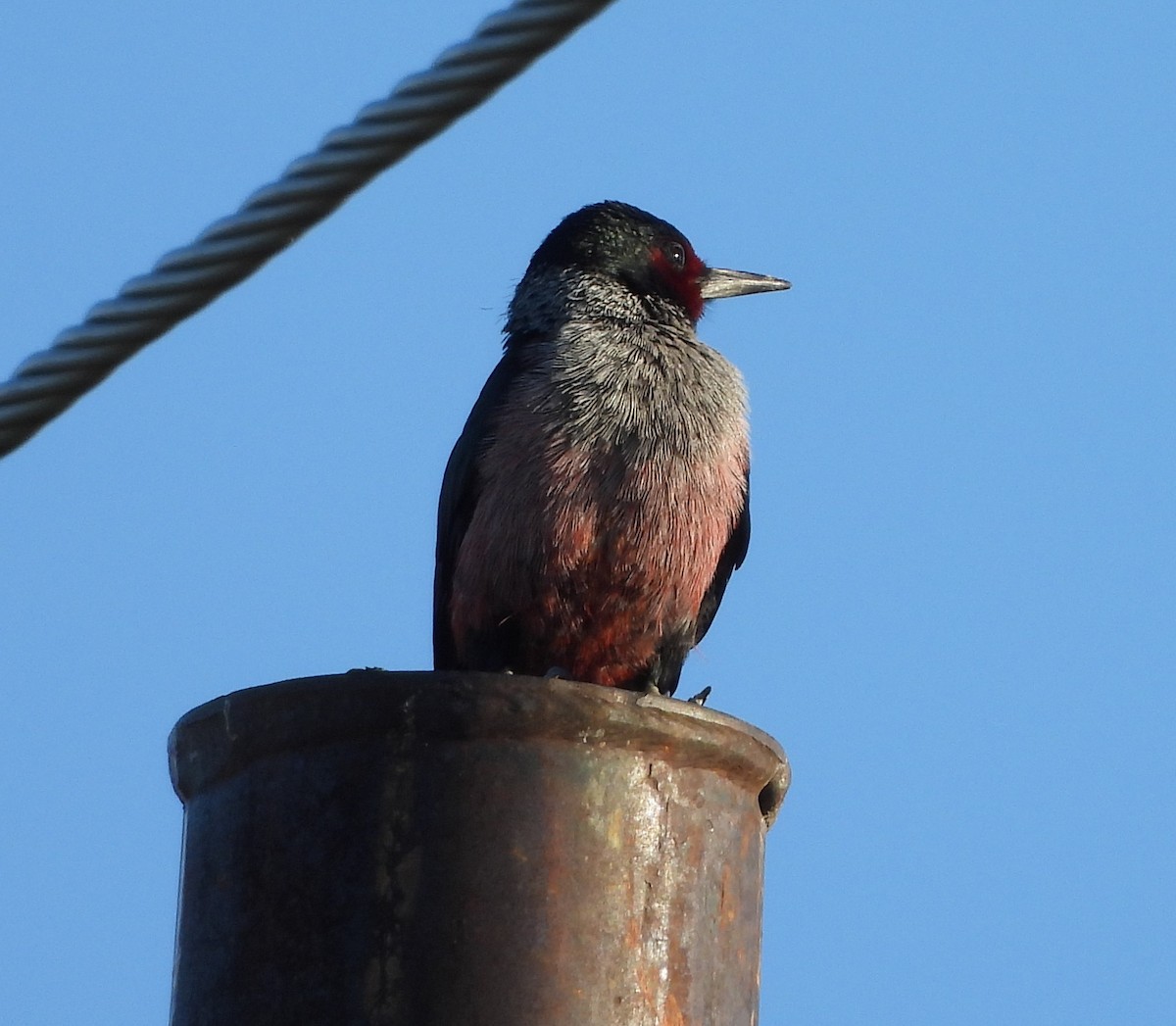 Lewis's Woodpecker - ML644367995