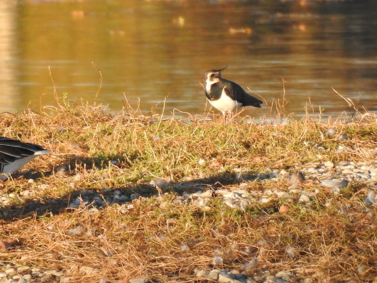 Northern Lapwing - ML644367997