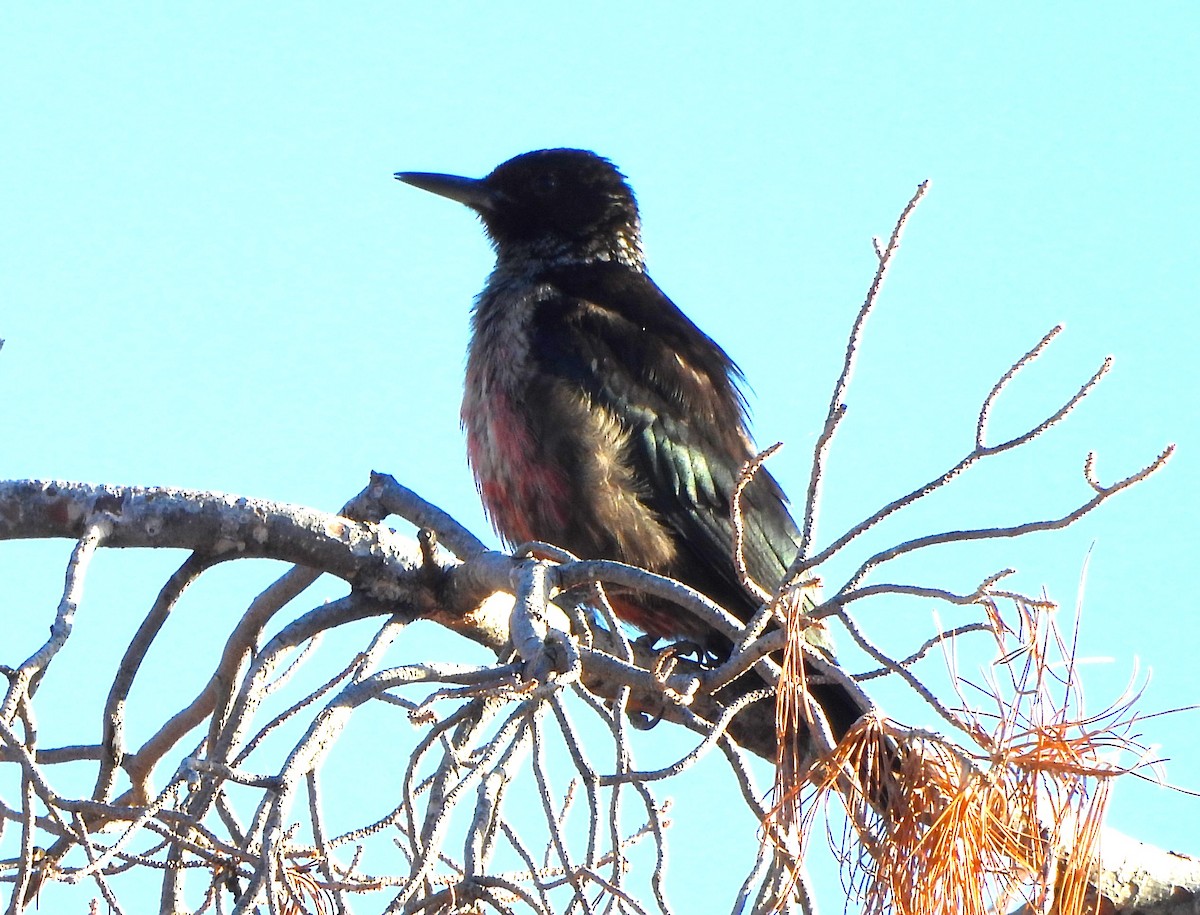 Lewis's Woodpecker - ML644368006