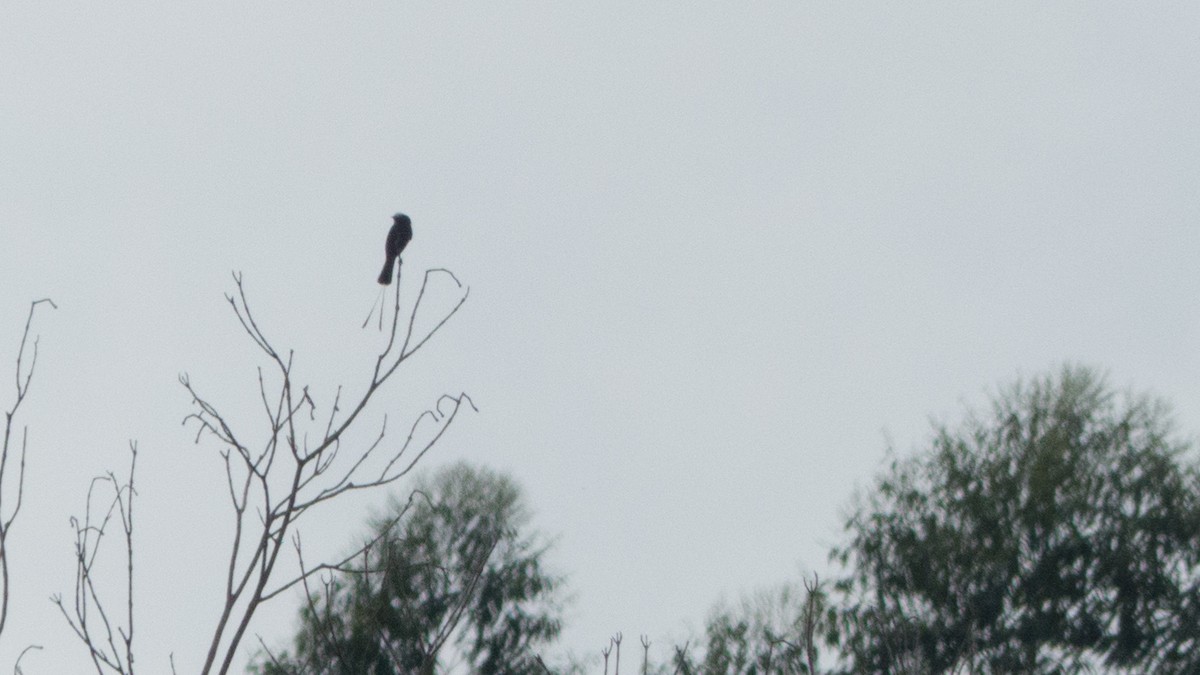 Moucherolle à longs brins - ML644368008