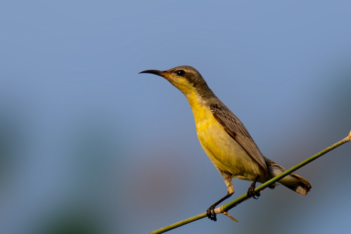 Purple Sunbird - ML644368015