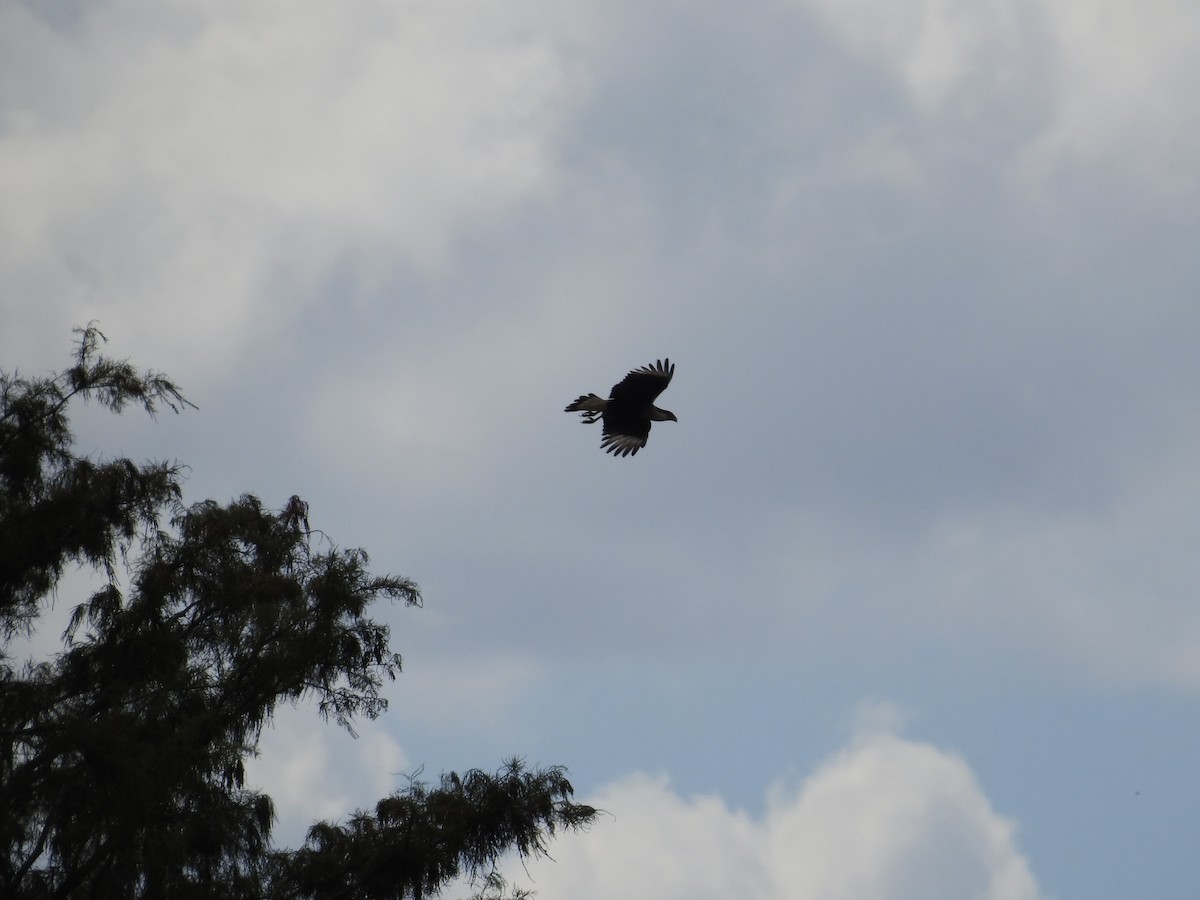 Crested Caracara - ML644368019