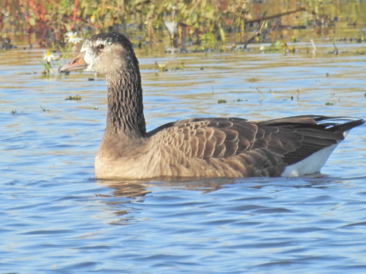 Graylag x Canada Goose (hybrid) - ML644368022