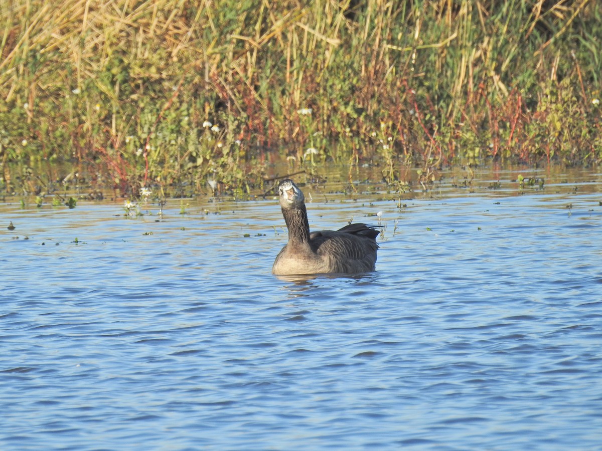 Graylag x Canada Goose (hybrid) - ML644368023
