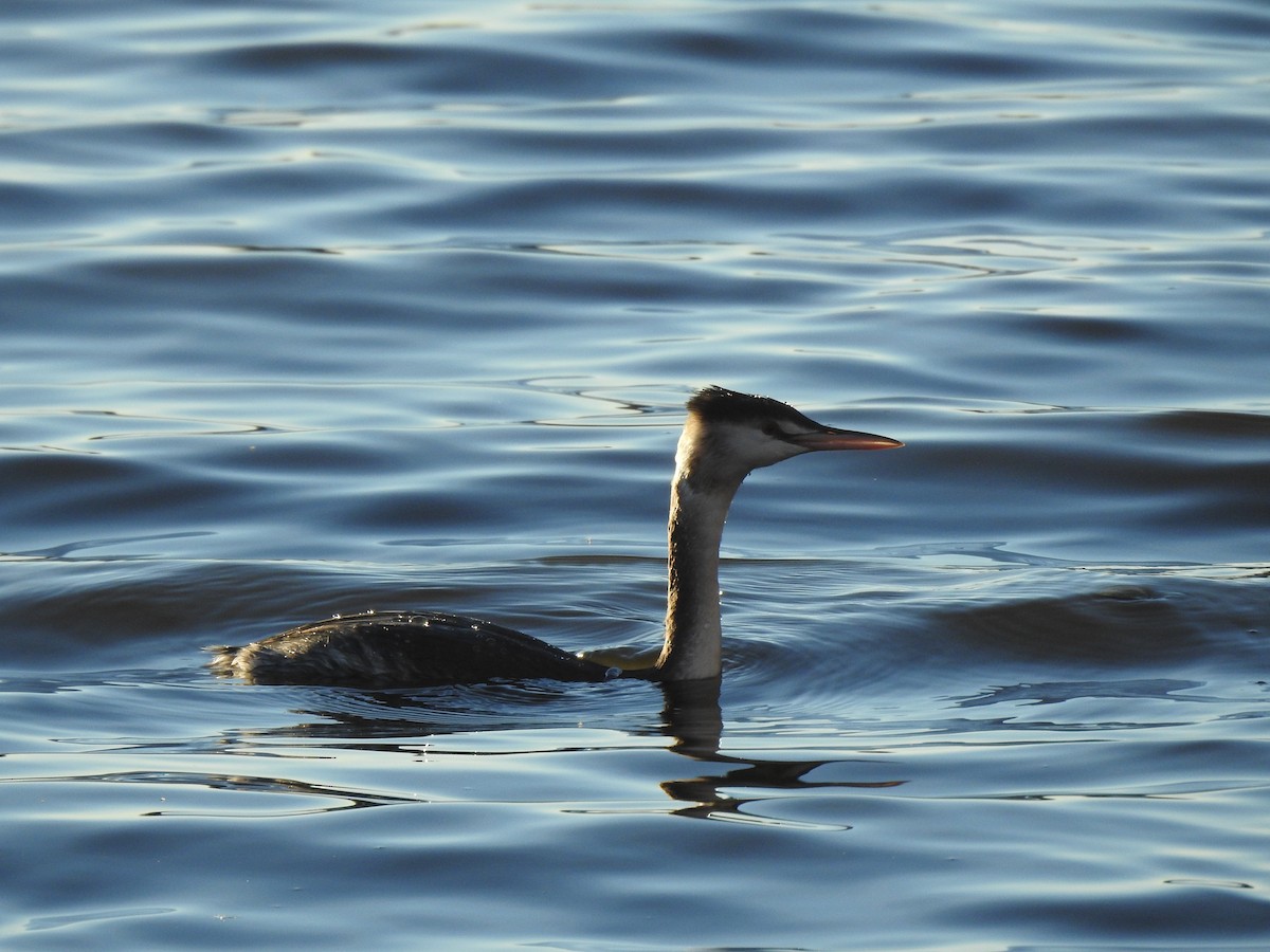 Great Crested Grebe - ML644368026